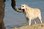 alter Labrador Retriever