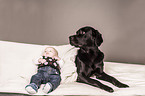 Labrador Retriever und Baby