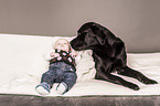 Labrador Retriever und Baby
