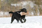 spielender Labrador Retriever