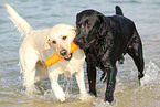 2 Labrador Retriever