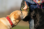 2 Labrador Retriever