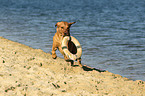 apportierender Labrador Retriever