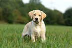 Labrador Retriever Welpe