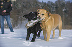 2 Labrador Retriever