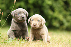 2 Labrador Retriever Welpen