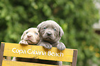 2 Labrador Retriever Welpen