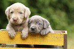 2 Labrador Retriever Welpen