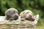 2 Labrador Retriever Welpen