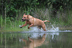 spielender Labrador Retriever