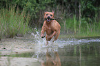 spielender Labrador Retriever