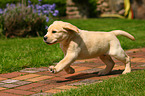 Labrador Retriever Welpe