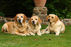 3 Labrador Retriever