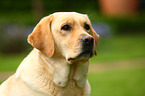 Labrador Retriever Portrait