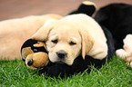 Labrador Retriever Welpe