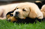 Labrador Retriever Welpe