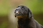 Labrador Retriever Welpe