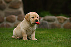 Labrador Retriever Welpe