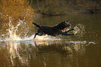 springender Labrador Retriever