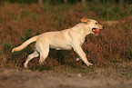 spielender Labrador Retriever
