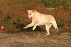 spielender Labrador Retriever