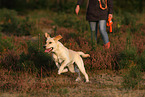 rennender Labrador Retriever
