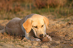 liegender Labrador Retriever