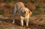 Labrador Retriever schttelt sich