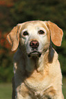 Labrador Retriever Portrait