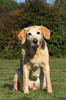 sitzender Labrador Retriever