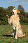 Labrador Retriever gibt Pftchen