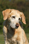 Labrador Retriever Portrait