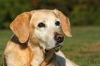 Labrador Retriever Portrait