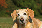 Labrador Retriever Portrait