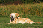 schlafender Labrador Retriever