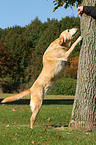 Labrador Retriever streckt sich