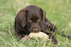 Labrador Retriever Welpe