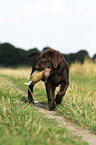 Labrador Retriever Welpe