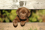 Labrador Retriever Welpe