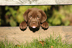 Labrador Retriever Welpe