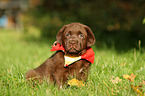 Labrador Retriever Welpe