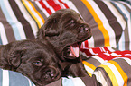 2 Labrador Retriever Welpen