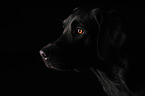 Labrador Retriever Kopf