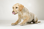 junger Labrador Retriever
