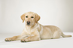 junger Labrador Retriever