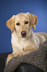 junger Labrador Retriever