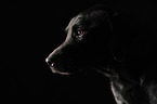 Labrador Retriever Kopf