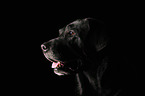 Labrador Retriever Portrait