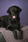 liegender Labrador Retriever