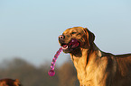 apportierender Labrador Retriever